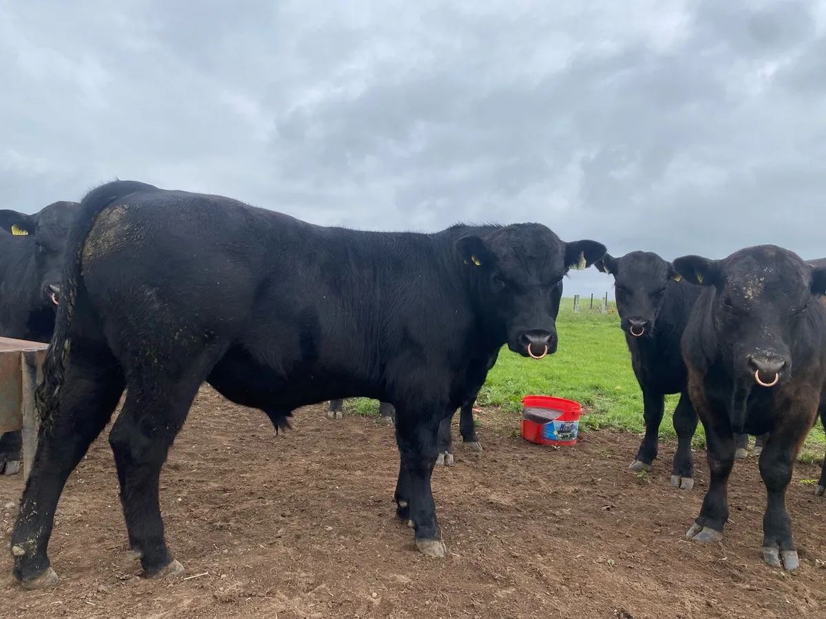 Pbr Angus bulls - Image 1