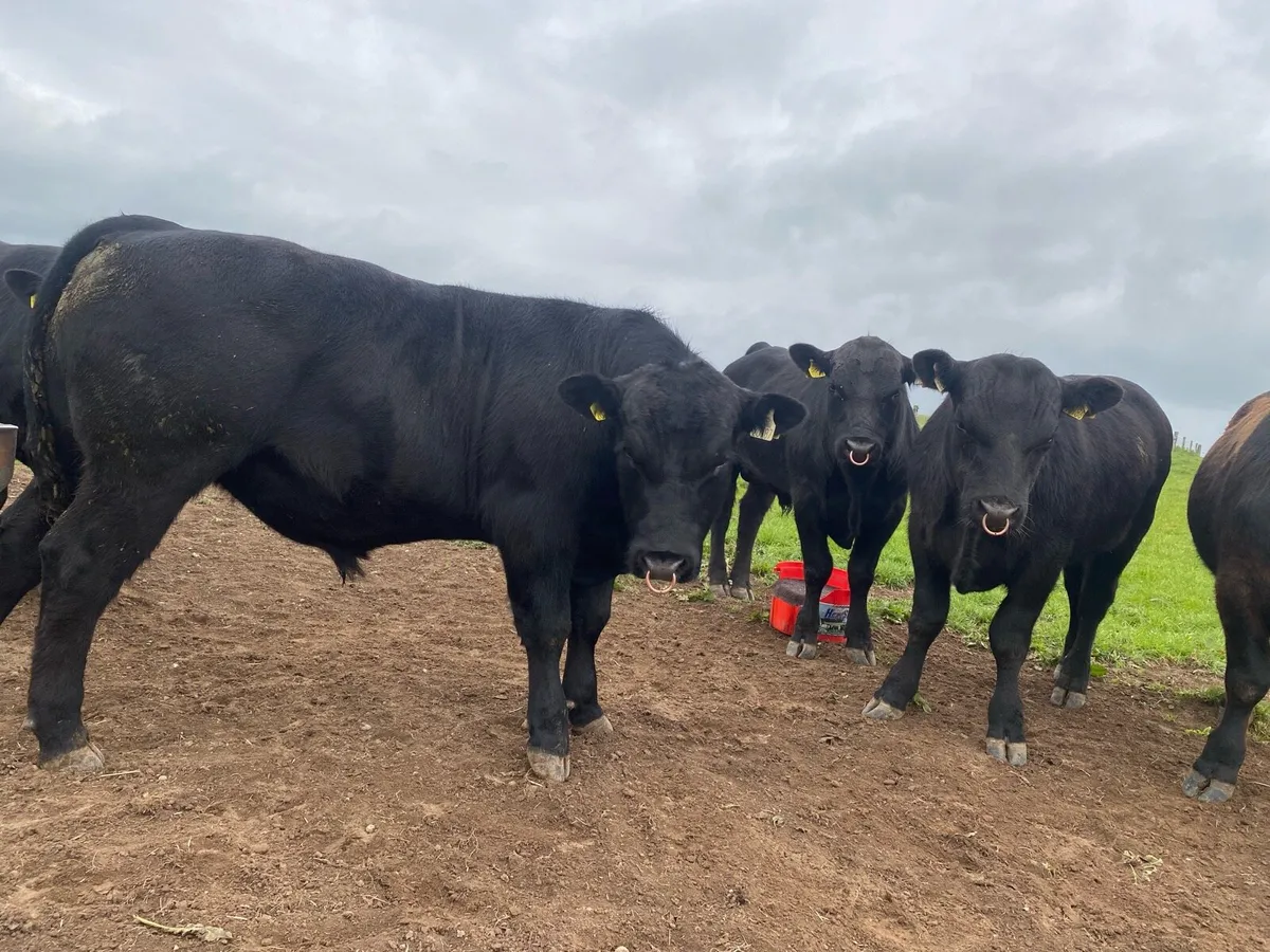 Pbr Angus bulls - Image 2