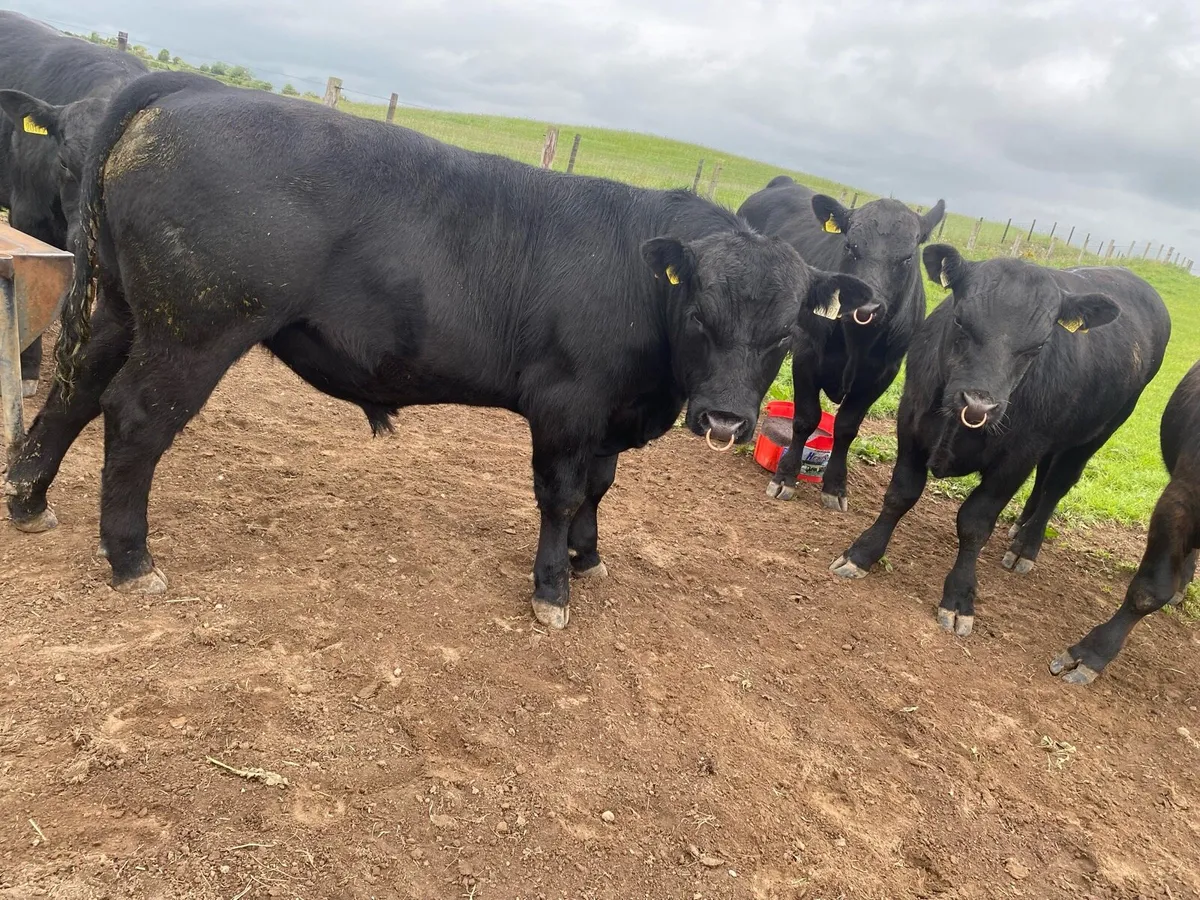 Pbr Angus bulls - Image 3