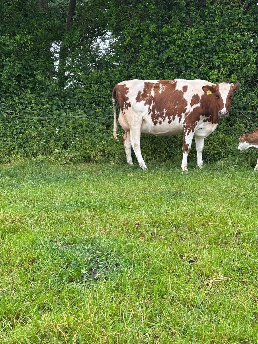 Calved and on point of calve cows for sale - Image 1