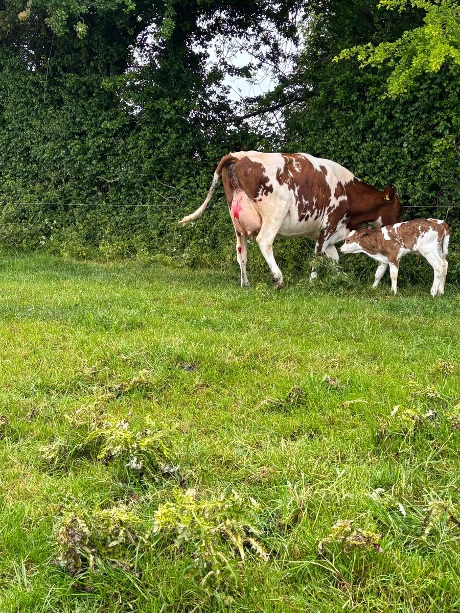 Calved and on point of calve cows for sale - Image 2