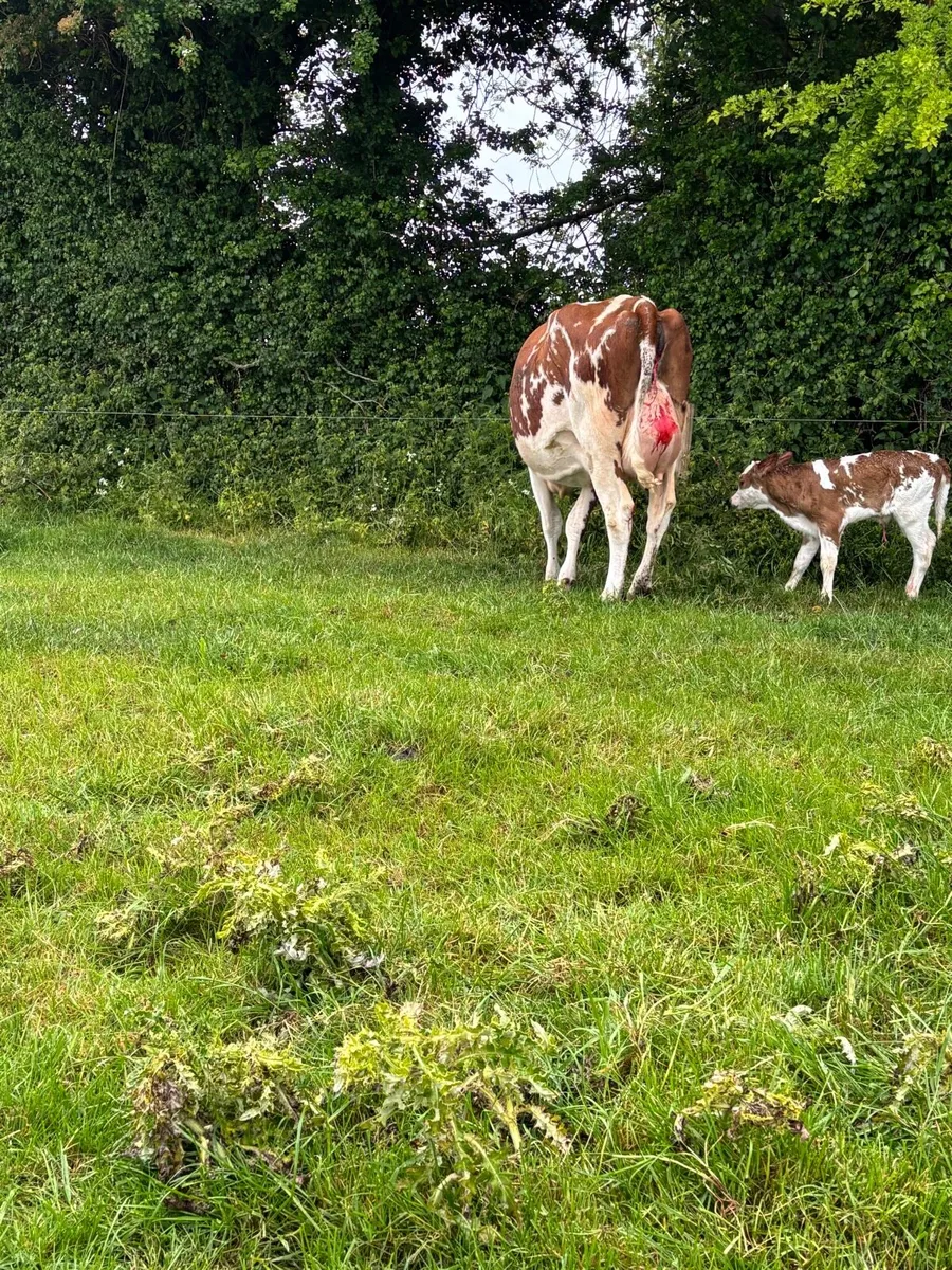 Calved and on point of calve cows for sale - Image 3