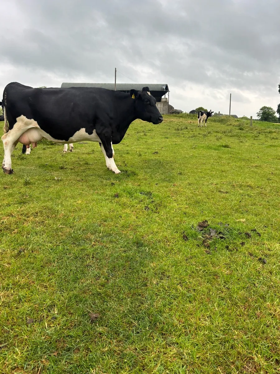 Calved and on point of calve cows for sale - Image 4