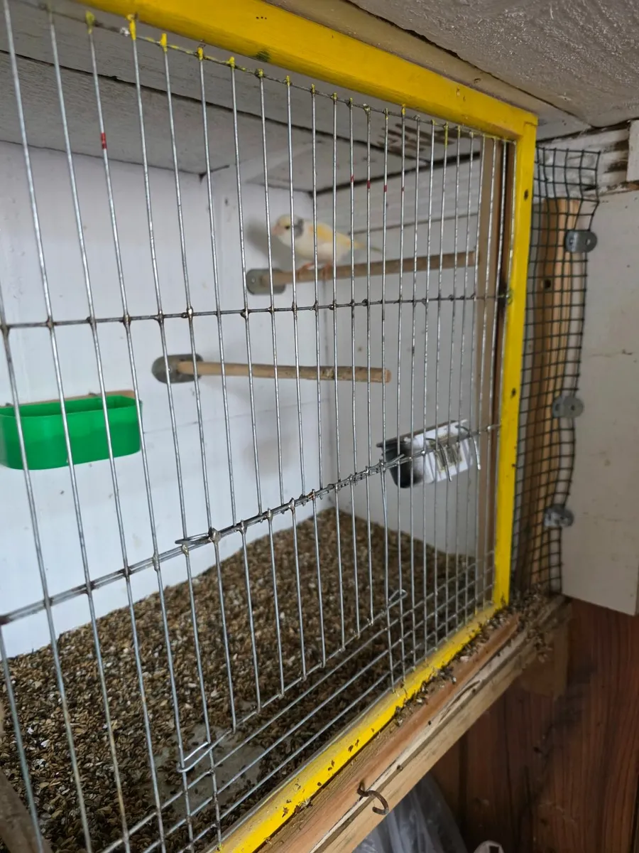 Bird accessories - Image 2