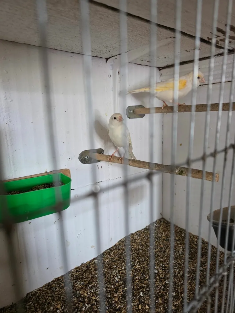 Bird accessories - Image 3