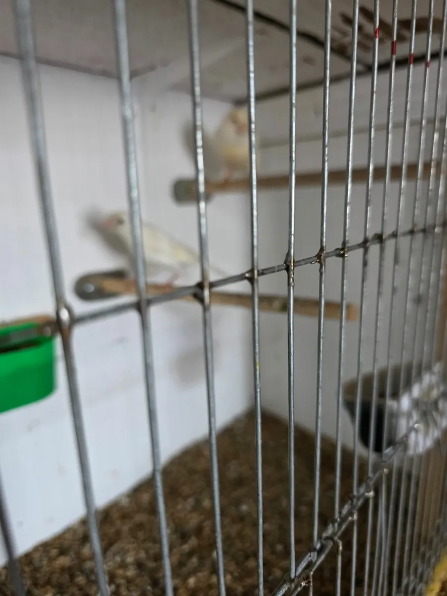 Bird accessories - Image 4
