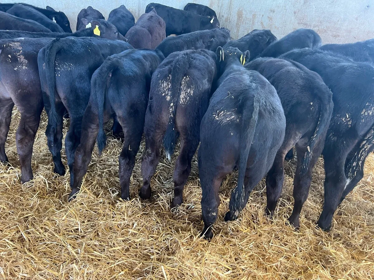 Reared Aberdeen Angus Bulls For Grass - Image 1
