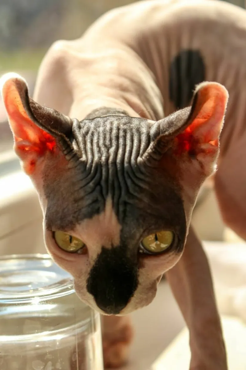 Sphynx cat kitten (can deliver) - Image 2