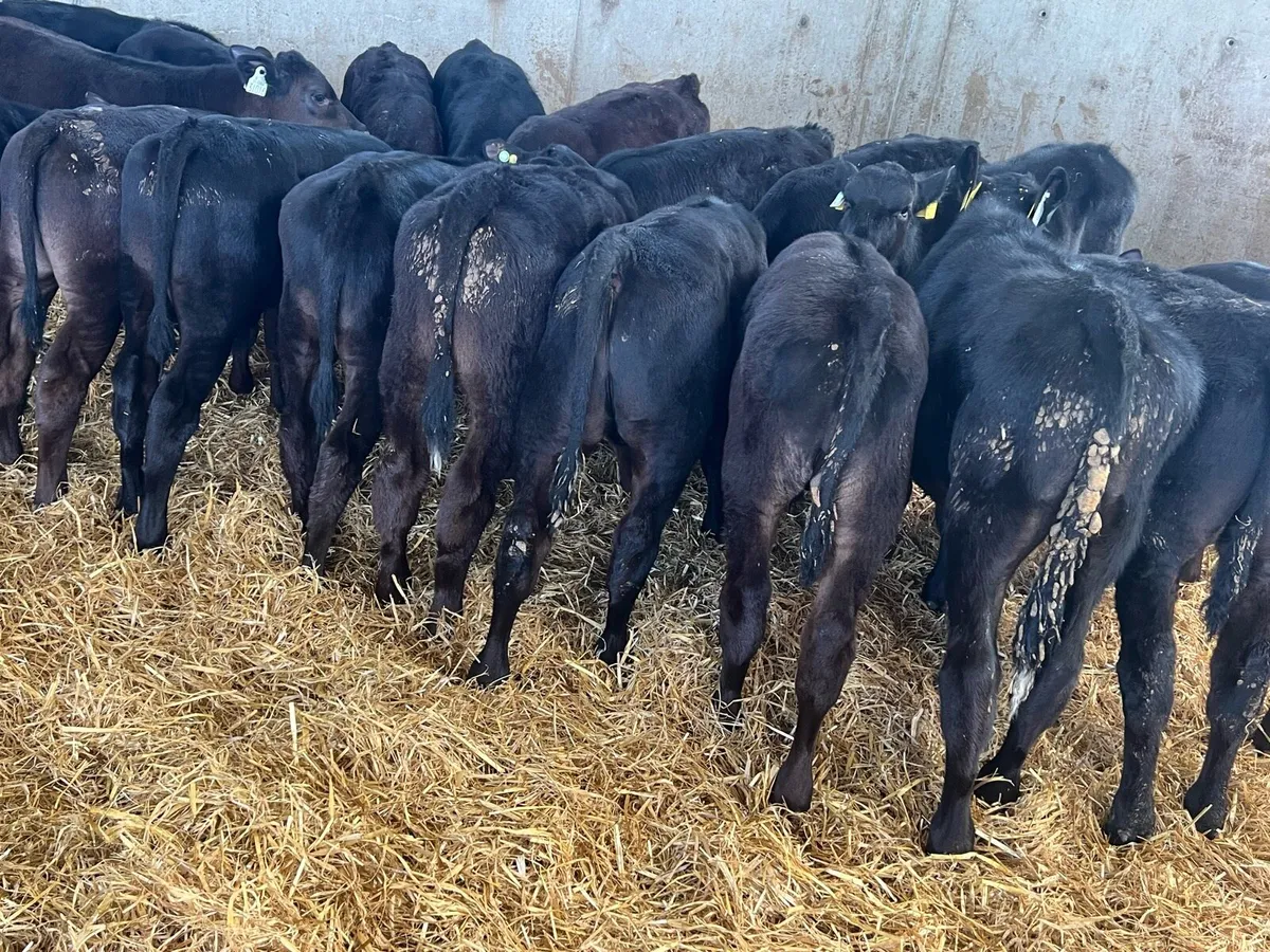Reared Aberdeen Angus Bulls For Grass - Image 2