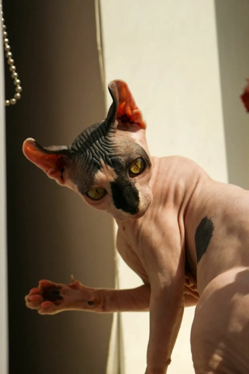 Sphynx cat kitten (can deliver) - Image 1