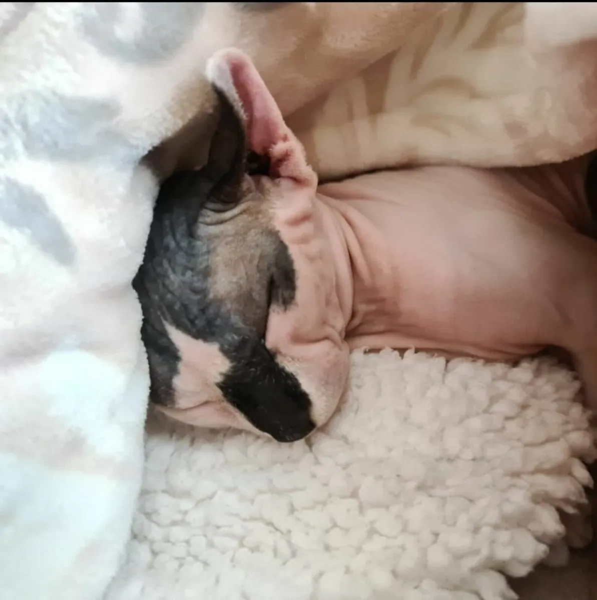 Sphynx cat kitten (can deliver) - Image 3