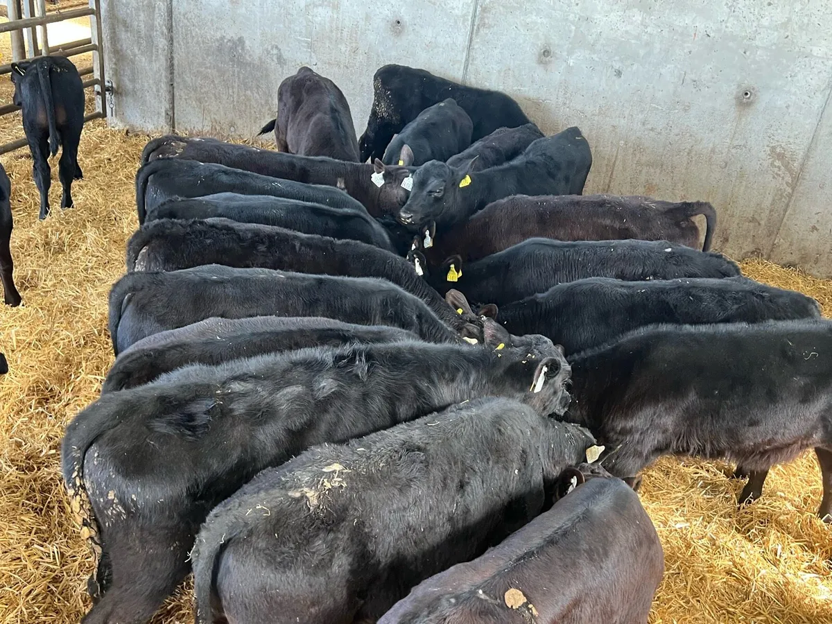 Reared Aberdeen Angus Bulls For Grass - Image 3