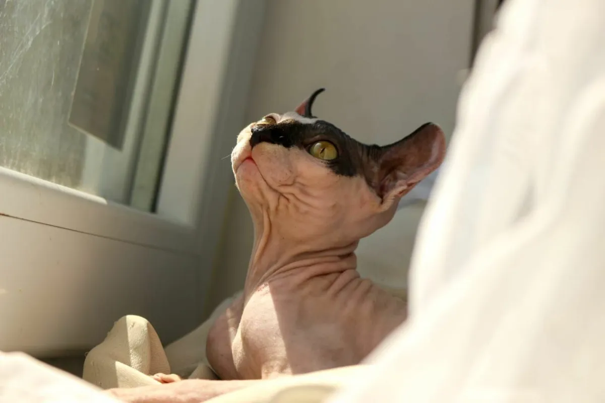 Sphynx cat kitten (can deliver) - Image 4