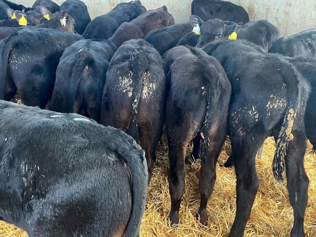 Reared Aberdeen Angus Bulls For Grass - Image 4