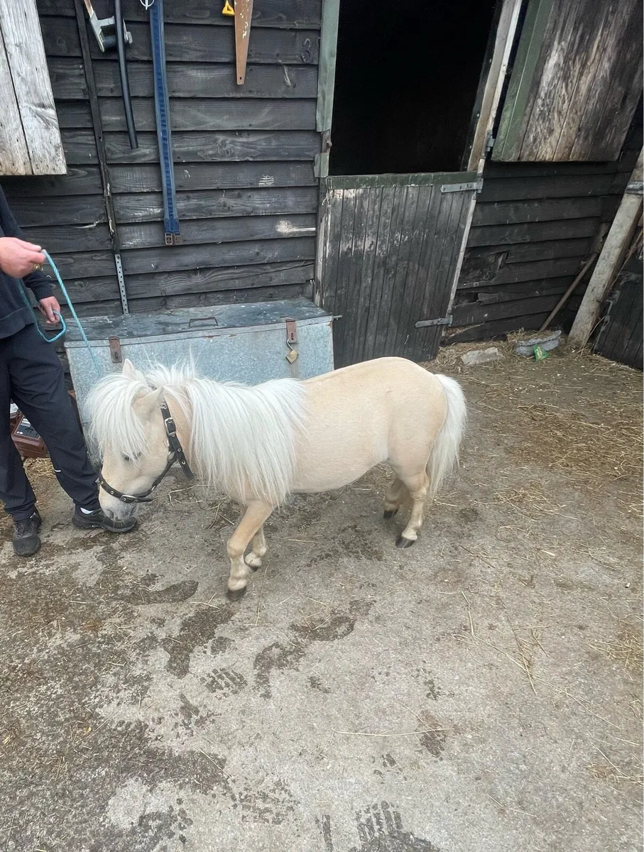 Miniature stallion, pony - Image 2