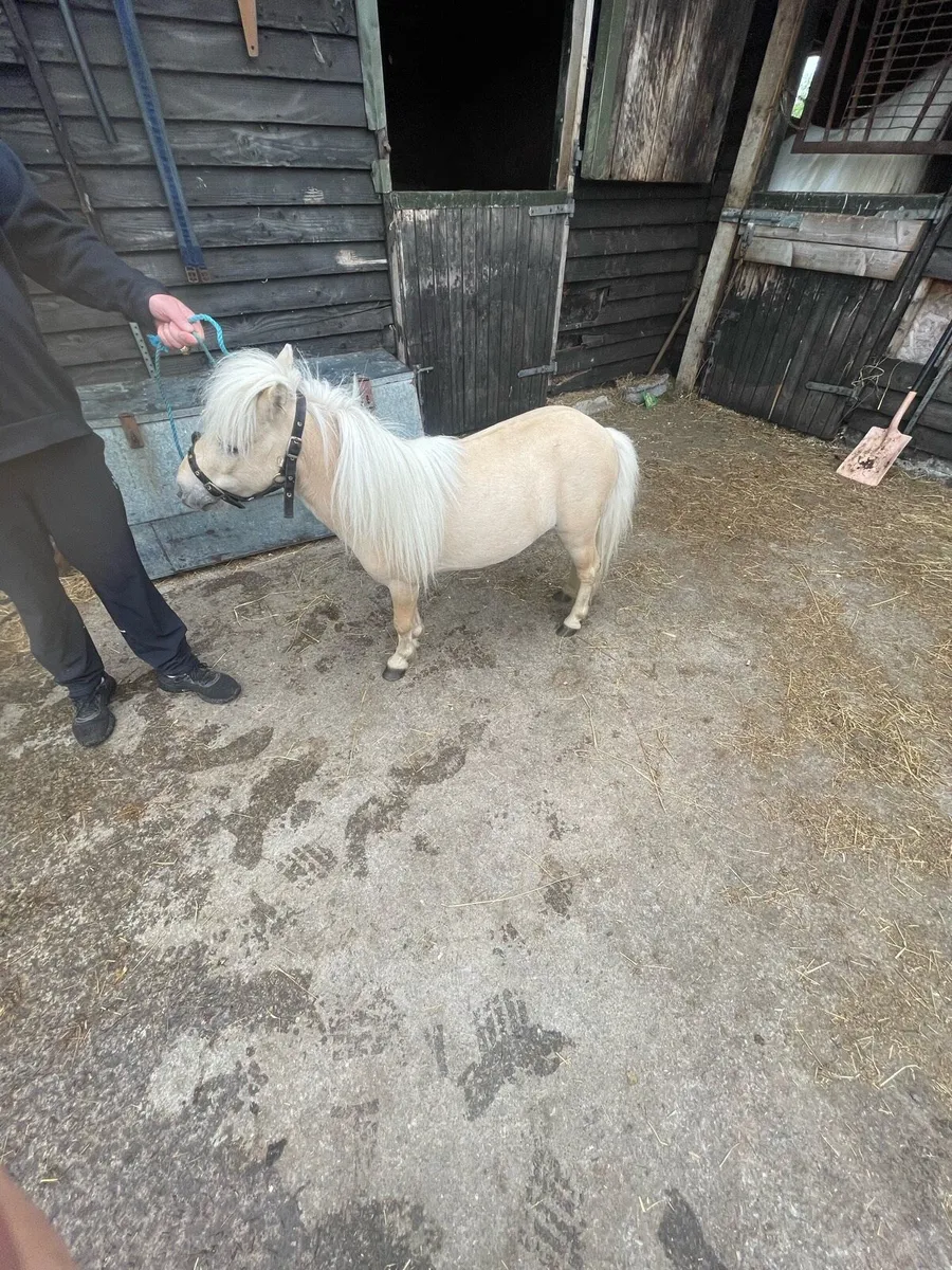 Miniature stallion, pony - Image 1