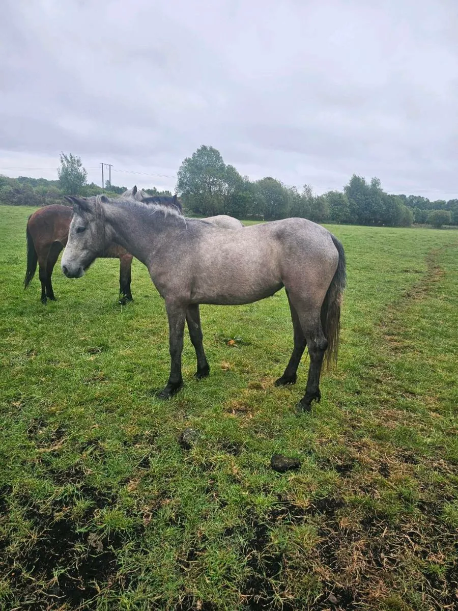 2yr old Connemara Filly - Image 1