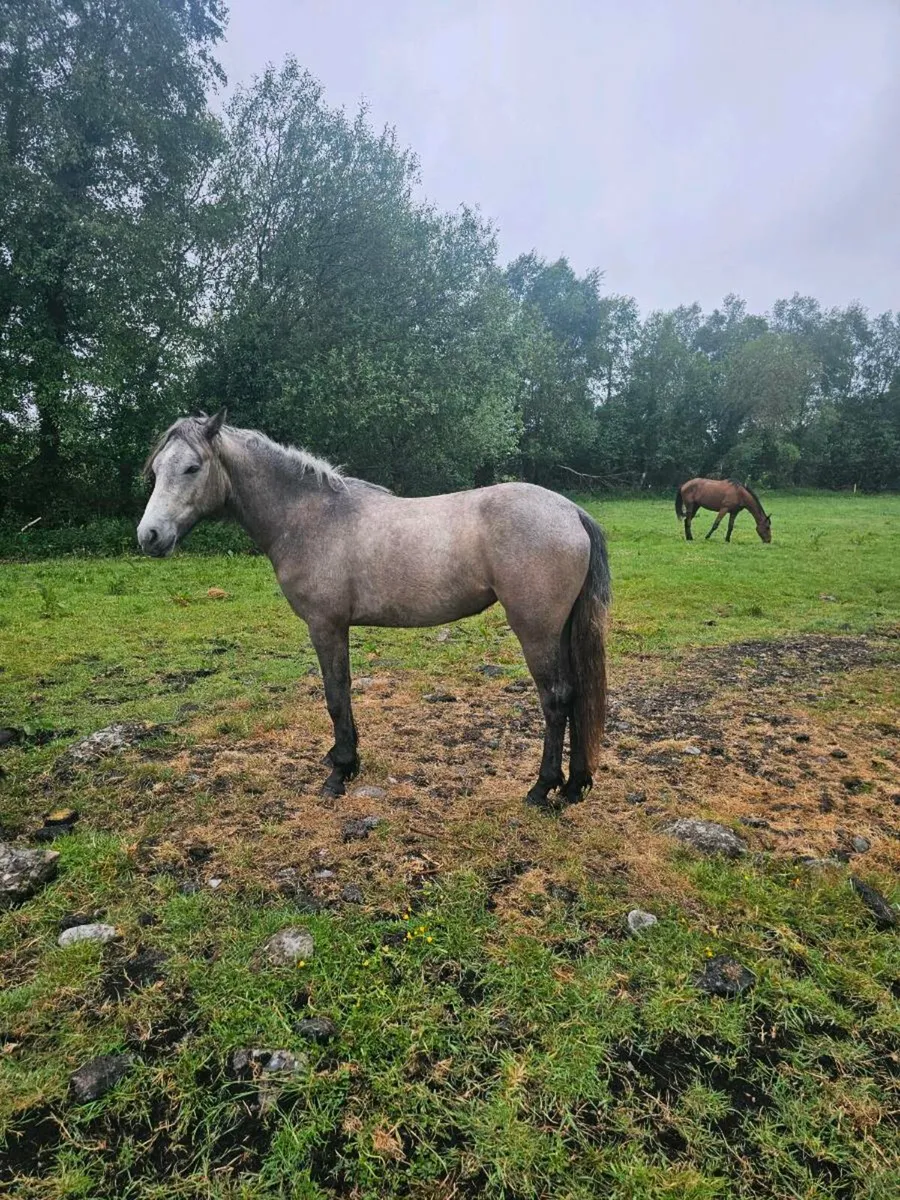 2yr old Connemara Filly - Image 2