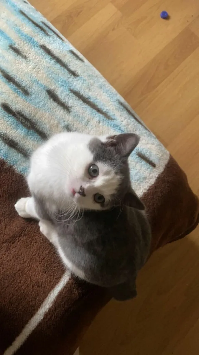 2 British shorthair kittens - Image 2