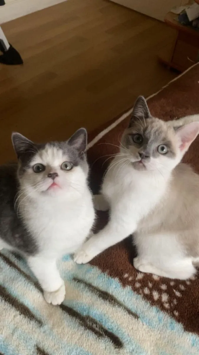 2 British shorthair kittens - Image 1