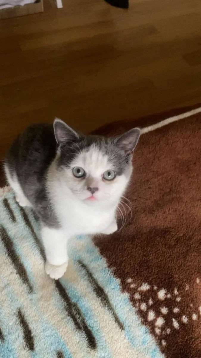 2 British shorthair kittens - Image 3