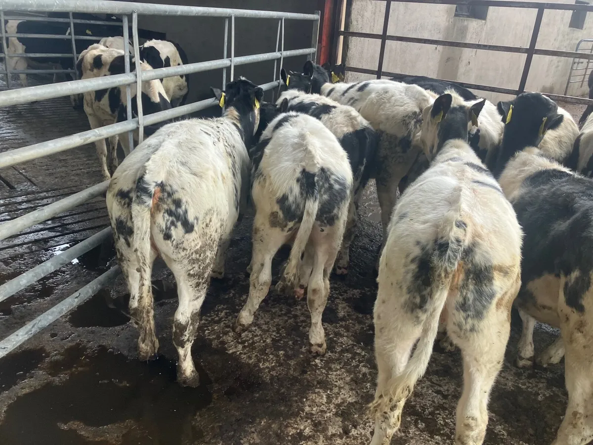 Calves - Image 2