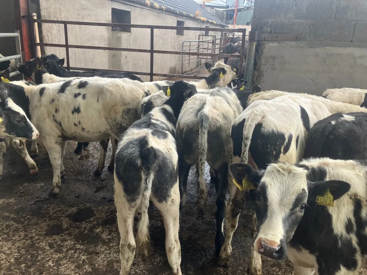 Calves - Image 3