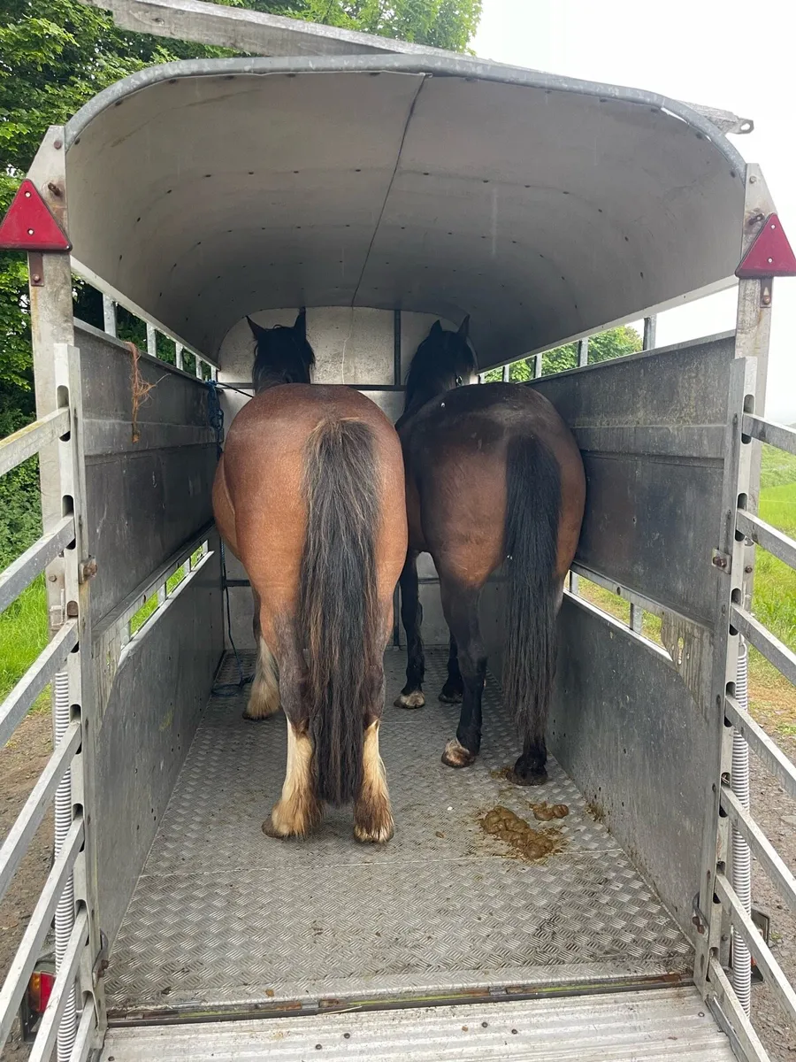 High roof livestock trailer - Image 4