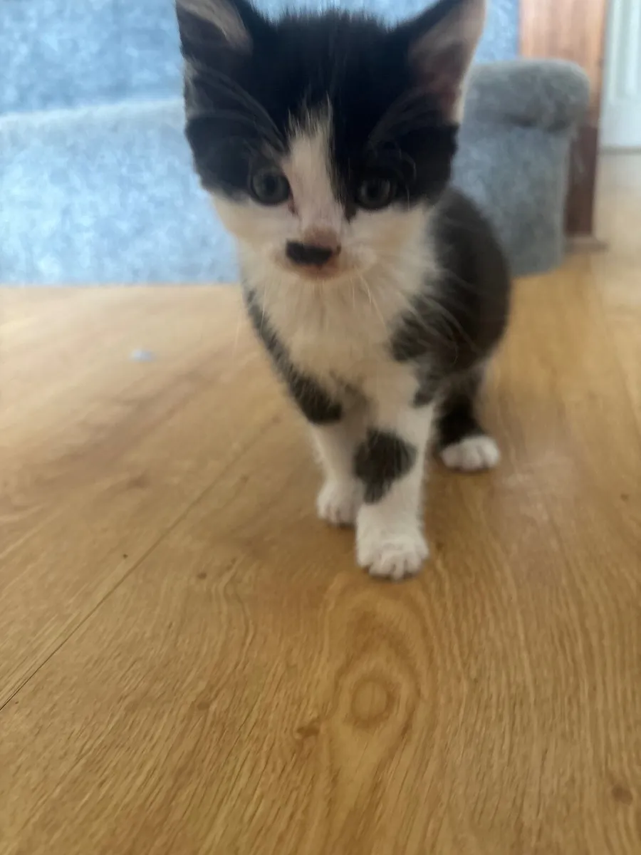 Kitten - Image 3
