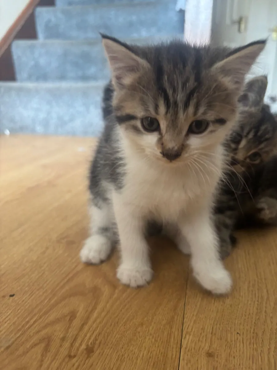 Kitten - Image 4