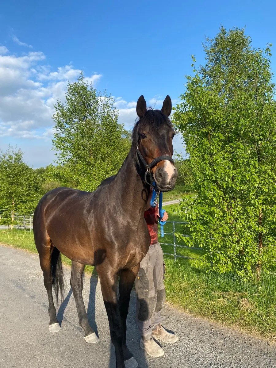 ‼️Sligo Candy Boy Mare‼️ - Image 3