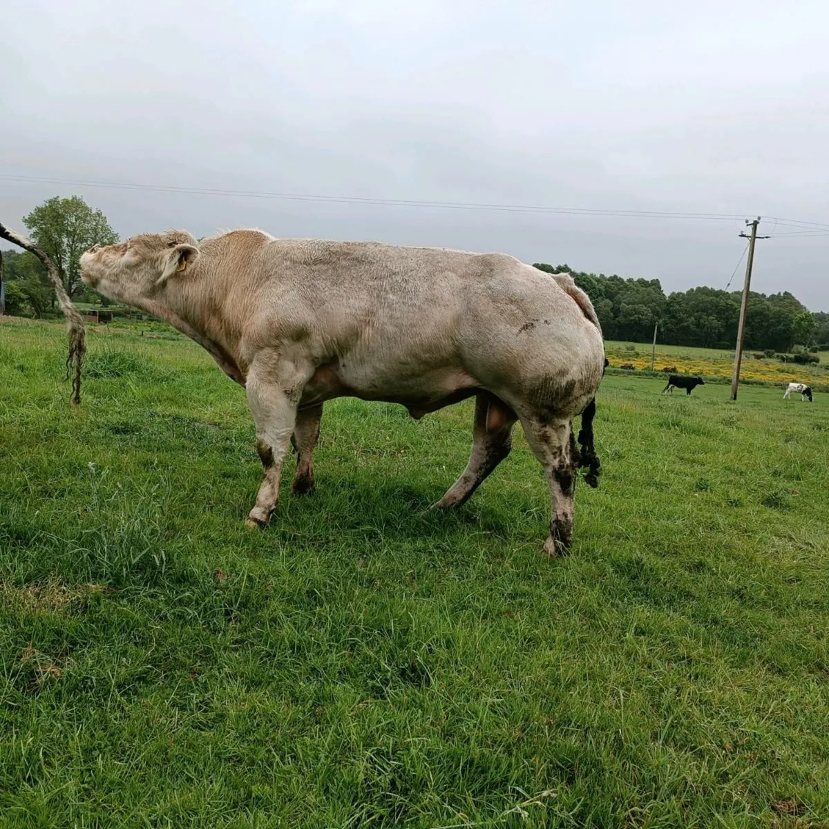 B Belgian blue bull full white - Image 2