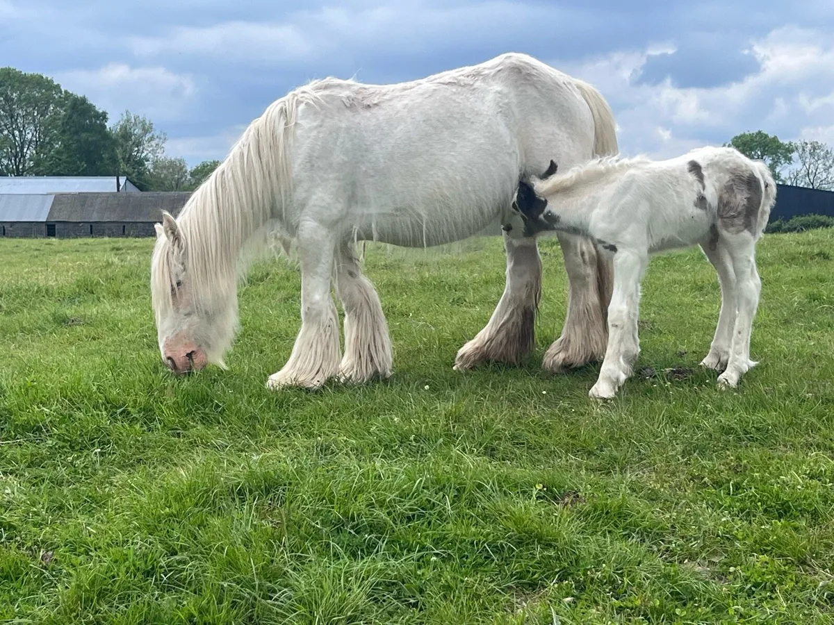Riding pony with Foal - Image 3