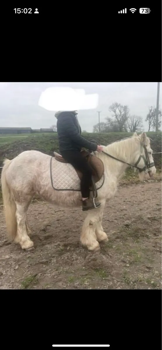 Riding pony with Foal - Image 4