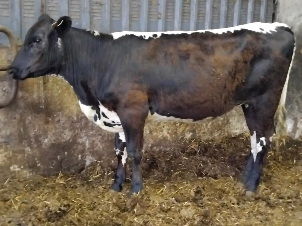 4⭐️  Breeding Heifer - Image 1