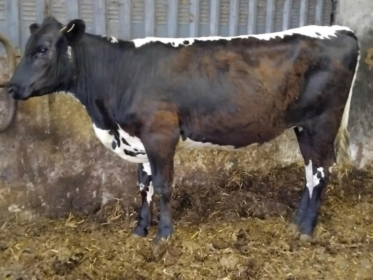 4⭐️  Breeding Heifer - Image 2