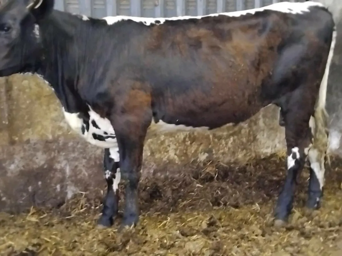 4⭐️  Breeding Heifer - Image 3