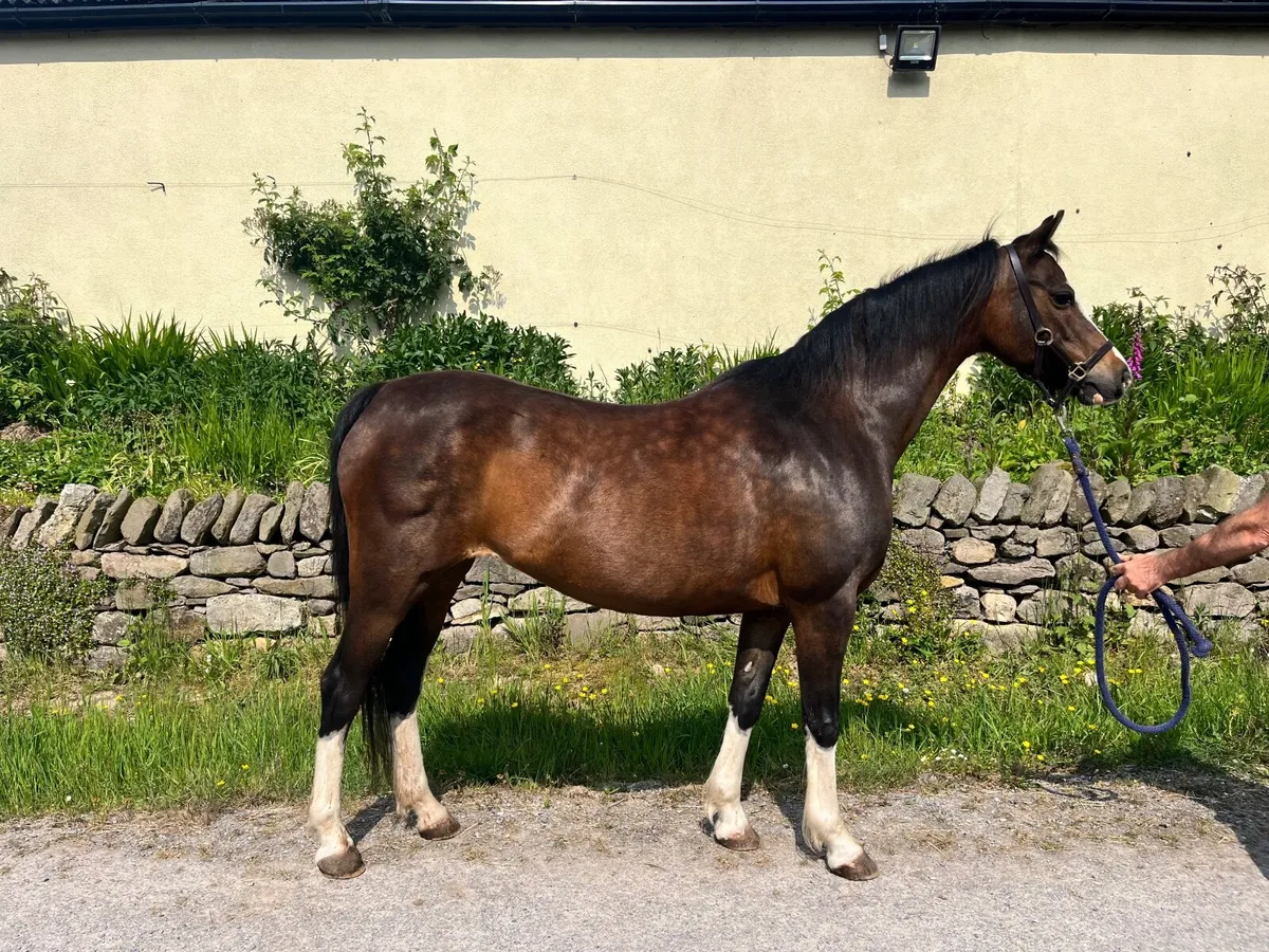 Welsh Pony Broodmare - Image 1