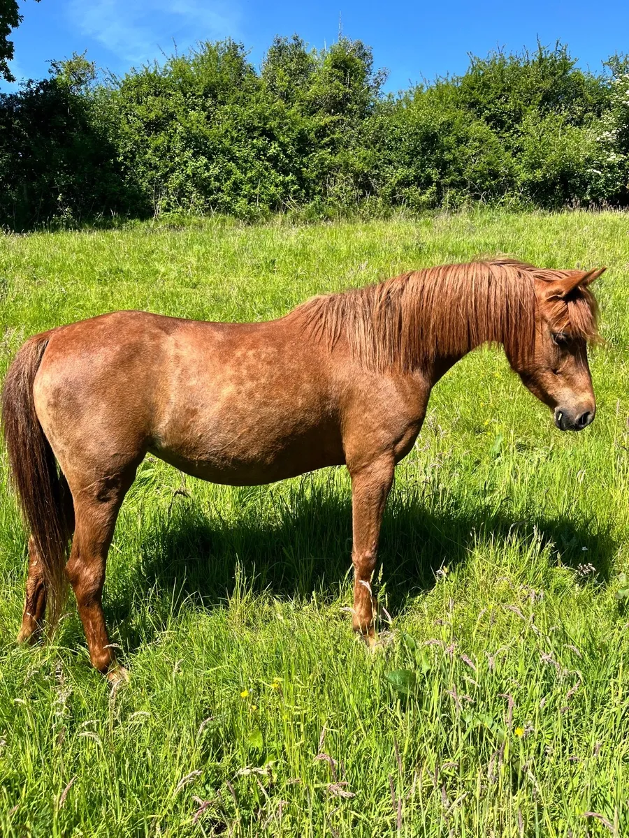 Welsh Pony Broodmare - Image 2