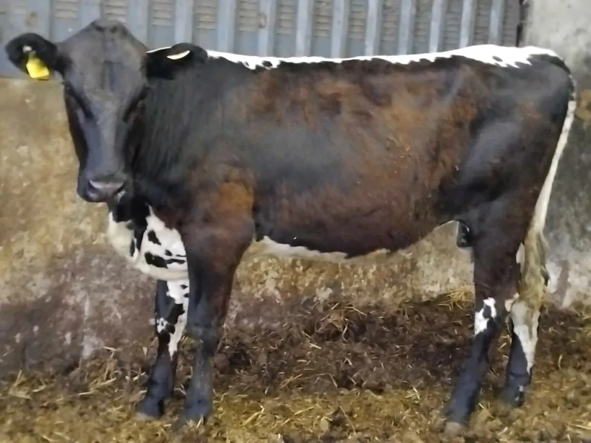 4⭐️  Breeding Heifer - Image 4