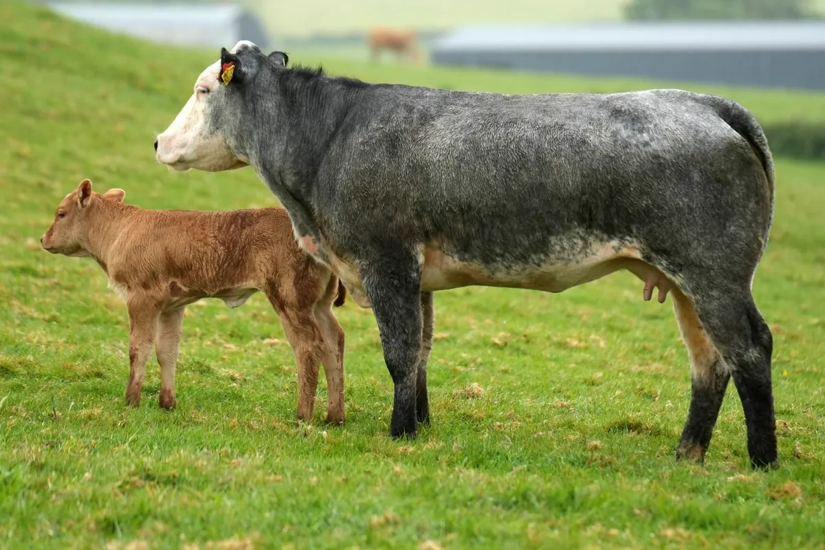 ⭐ 2 Super Blue Heifers & Calves ⭐ - Image 3