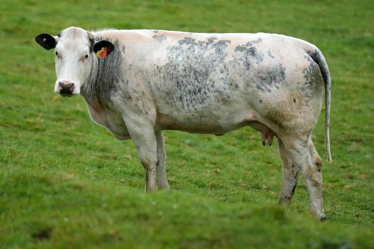 ⭐ Super Heifer & Calf ⭐ - Image 4