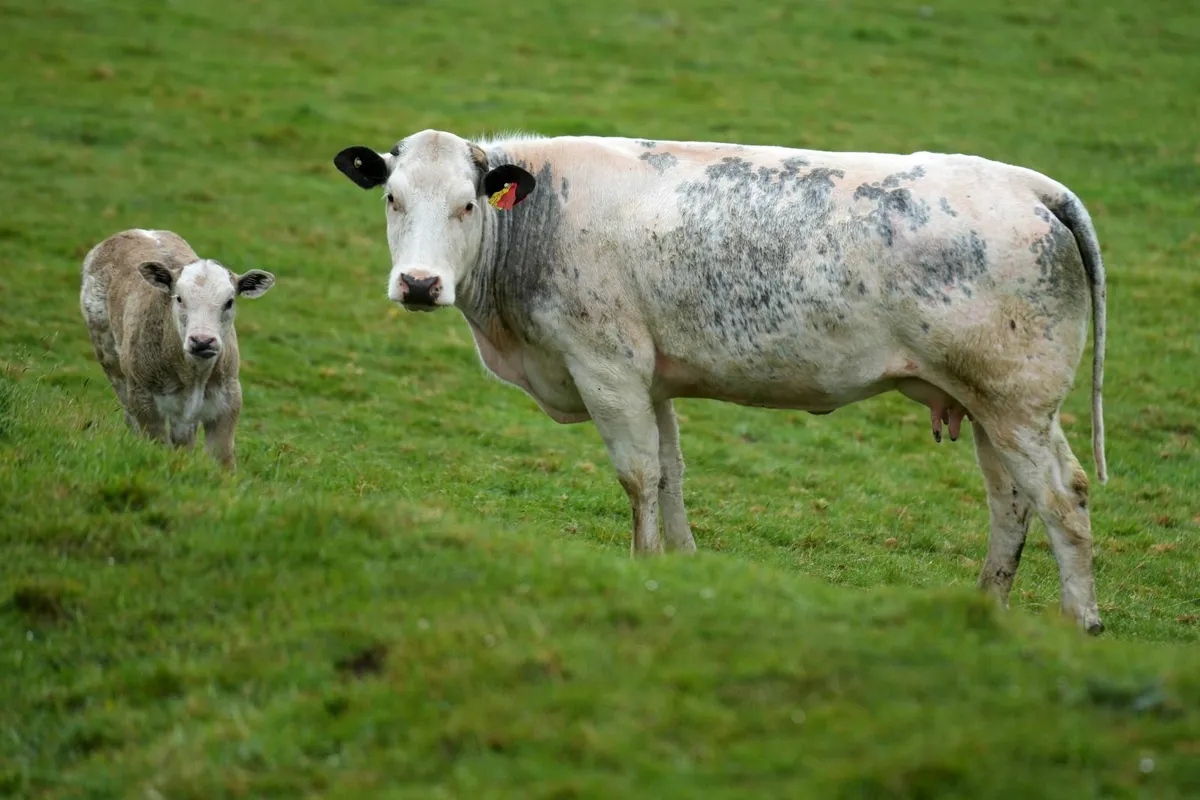 ⭐ Super Heifer & Calf ⭐ - Image 1