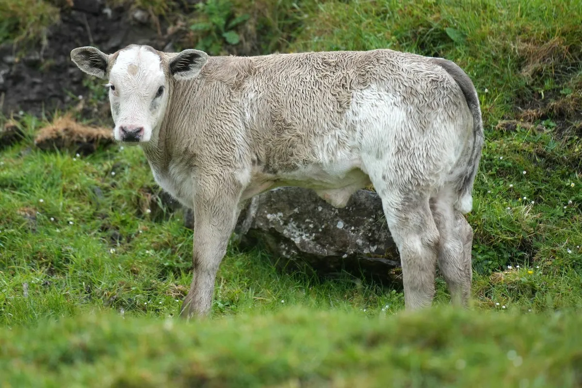 ⭐ Super Heifer & Calf ⭐ - Image 2