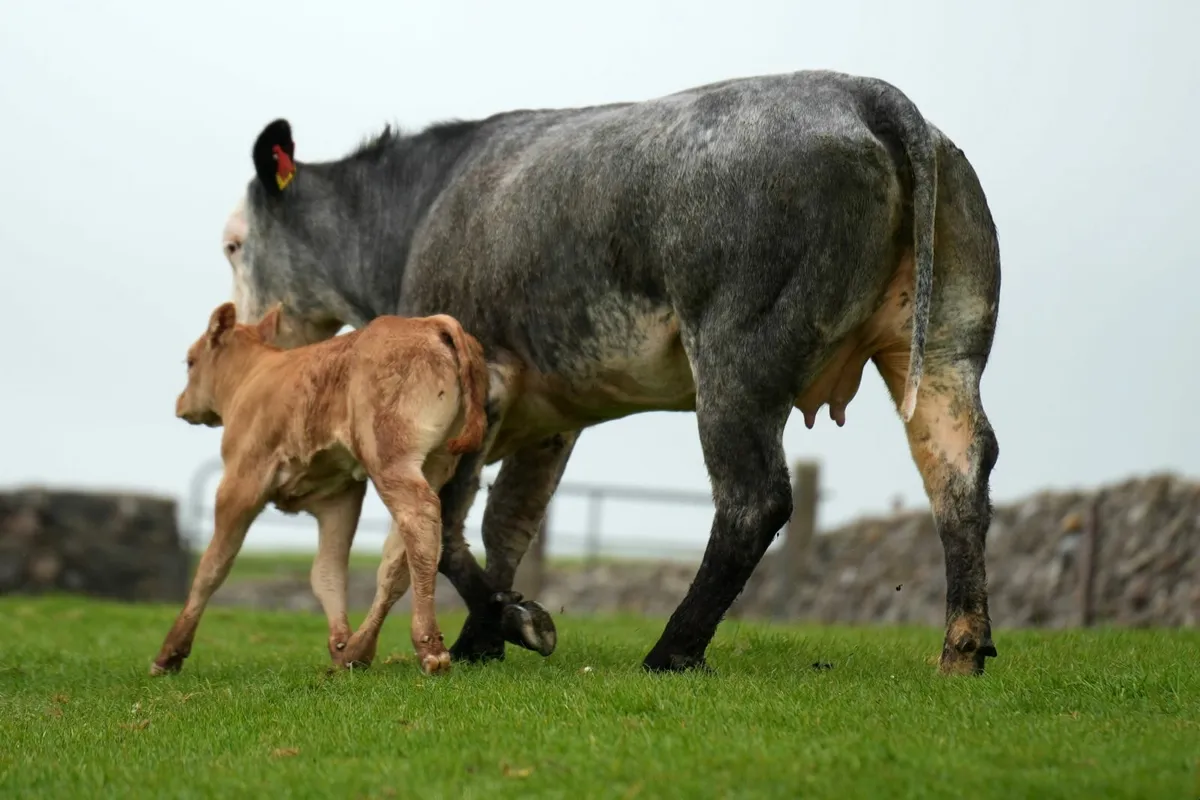 ⭐ 2 Super Blue Heifers & Calves ⭐ - Image 4