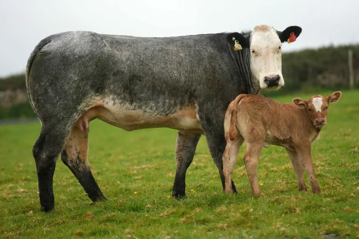 ⭐ 2 Super Blue Heifers & Calves ⭐ - Image 1