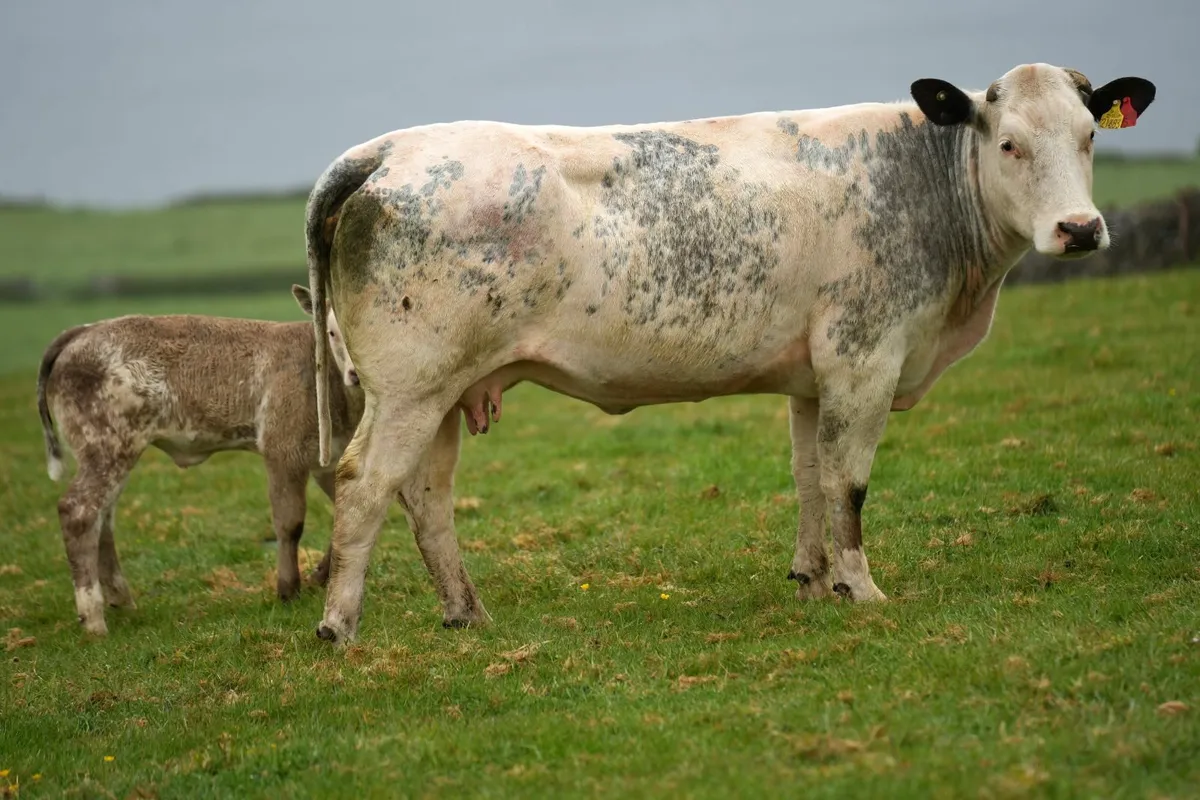 ⭐ Super Heifer & Calf ⭐ - Image 3