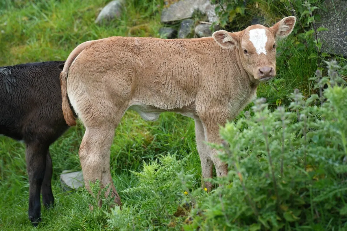 ⭐ 2 Super Blue Heifers & Calves ⭐ - Image 2