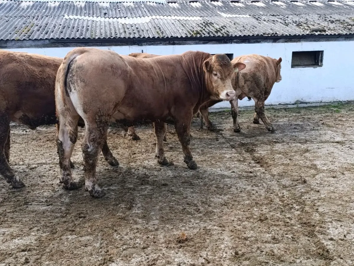 pb limousin bulls - Image 1