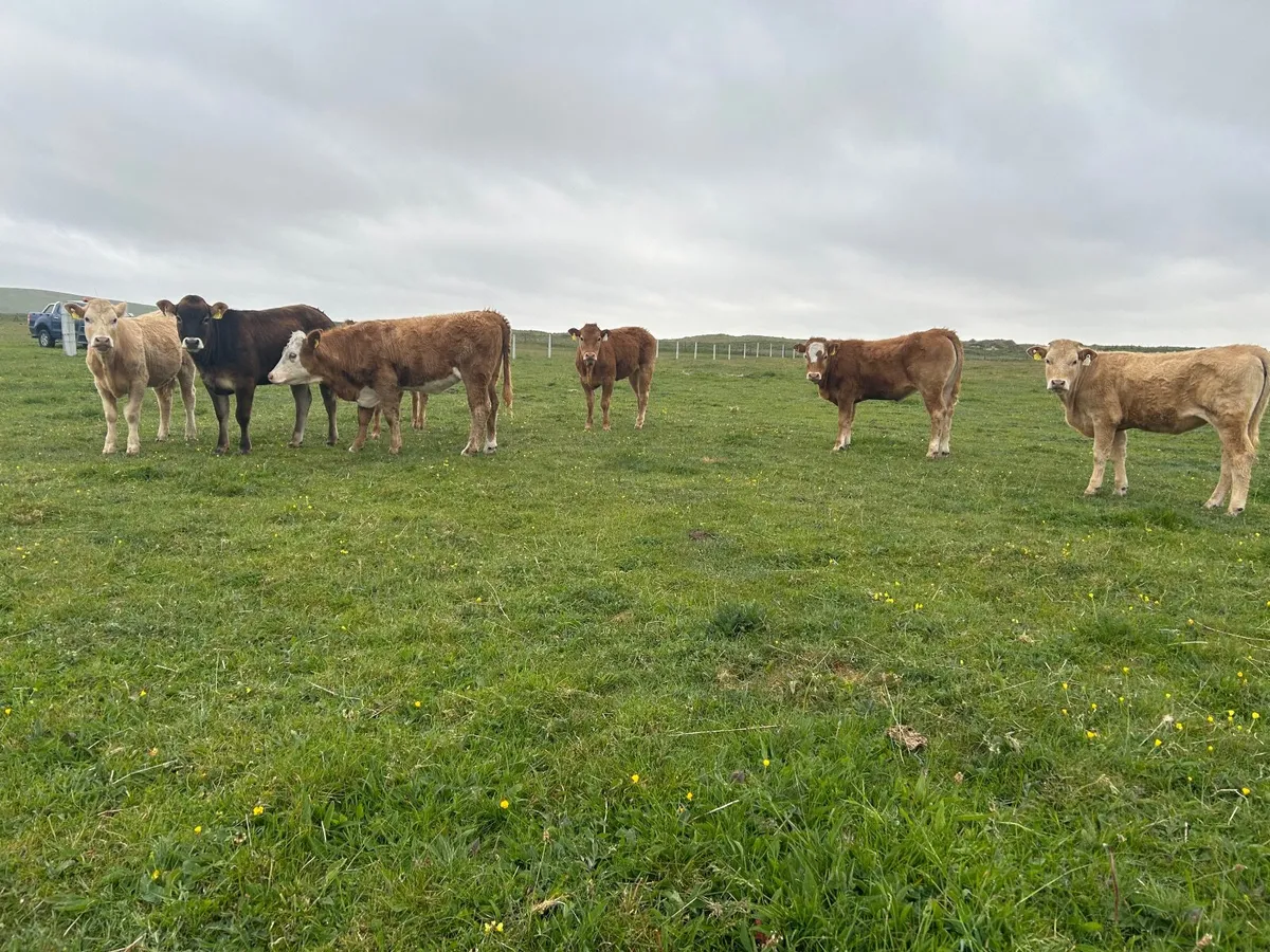 Organic heifers - Image 2